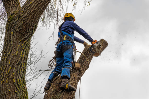 Best Leaf Removal Services  in Centralia, MO